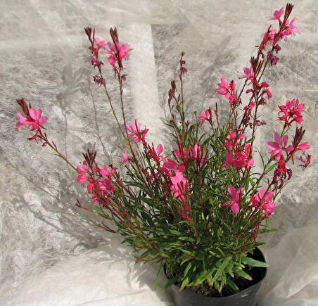 GAURA ÇİÇEĞİ 20 ADET - ÇOK YILLIK DIŞ MEKAN ÇİÇEĞİ