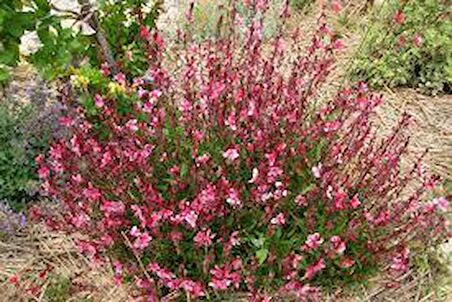 GAURA ÇİÇEĞİ 20 ADET - ÇOK YILLIK DIŞ MEKAN ÇİÇEĞİ