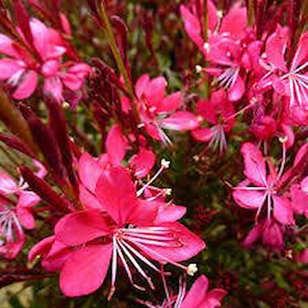 GAURA  ÇİÇEĞİ 30 ADET  - ÇOK YILLIK DIŞ MEKAN ÇİÇEĞİ
