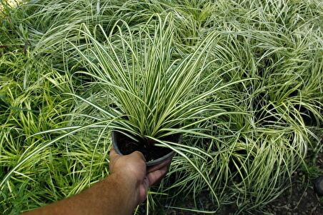 CAREX EVERGOLD 10 ADET - ÇOK YILLIK OTSU BİTKİ