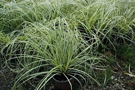 CAREX EVERGOLD 10 ADET - ÇOK YILLIK OTSU BİTKİ