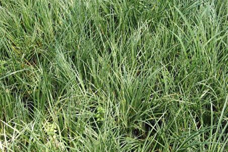 CAREX EVERGOLD 3 ADET - ÇOK YILLIK OTSU BİTKİ