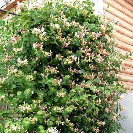 HANIMELİ SARMAŞIK ÇİÇEKLİ, KOKULU, SARILICI BİTKİ