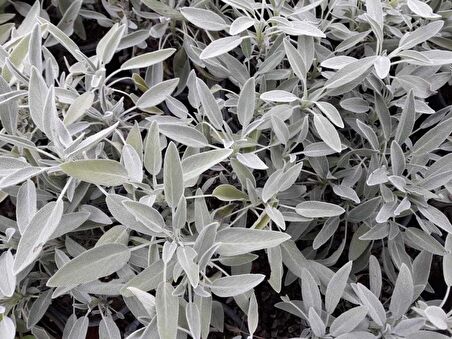 ADAÇAYI FİDANI 30 ADET - SAKSILI 20-30 CM