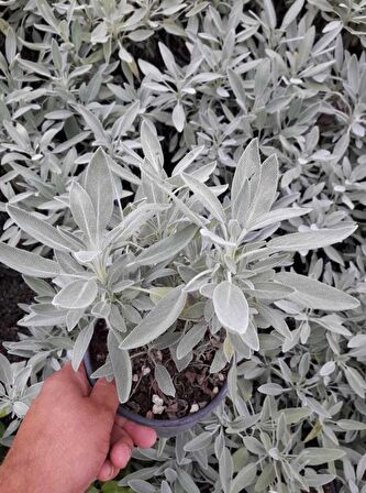 ADAÇAYI FİDANI 20 ADET - SAKSILI 20-30 CM