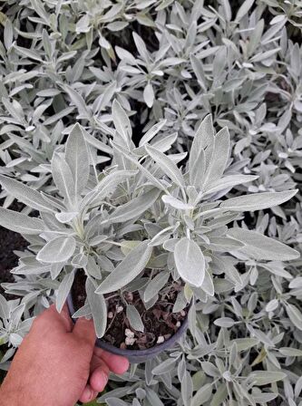 ADAÇAYI FİDANI 20 ADET - SAKSILI 20-30 CM