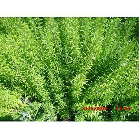 BİBERİYE ROSMARİNUS - KOKULU AROMATİK BİTKİ 30 ADET