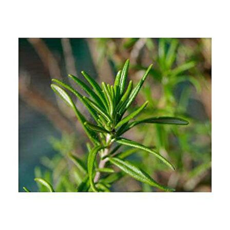 BİBERİYE ROSMARİNUS - KOKULU AROMATİK BİTKİ 30 ADET