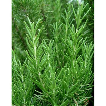 BİBERİYE ROSMARİNUS - KOKULU AROMATİK BİTKİ 30 ADET