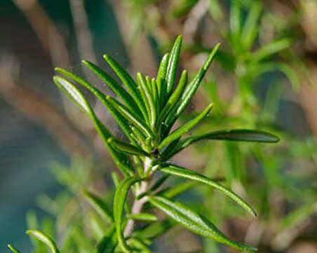 BİBERİYE ROSMARİNUS - KOKULU AROMATİK BİTKİ 5 ADET