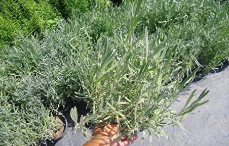 LAVANTA FİDANI 30 ADET - SAKSIDA 20-30 cm