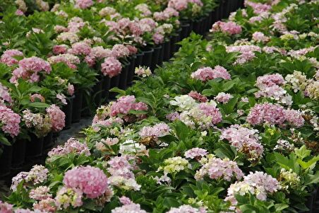 ORTANCA FİDANI 20 ADET - SAKSILI 20-40 cm