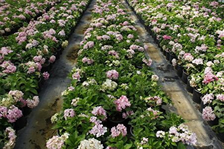 ORTANCA FİDANI 20 ADET - SAKSILI 20-40 cm