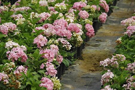 ORTANCA FİDANI 20 ADET - SAKSILI 20-40 cm