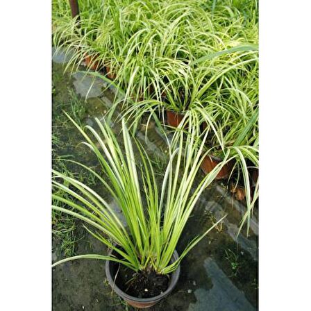 Acorus Gremineus Ogon - Sarı Yeşil Eğir Otu 20 Adet Paket