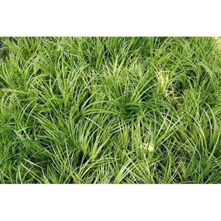 Acorus Gremineus Ogon - Sarı Yeşil Eğir Otu 20 Adet Paket