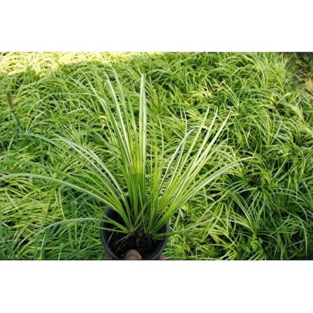 Acorus Gremineus Ogon - Sarı Yeşil Eğir Otu 20 Adet Paket