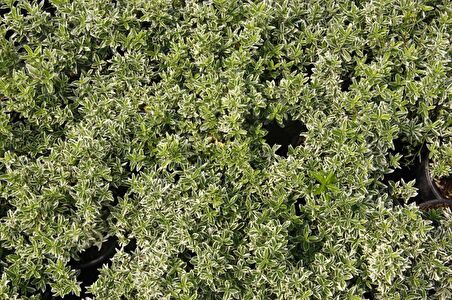 GÜMÜŞİ TAFLAN 20 ADET ÇİT-BORDÜR BİTKİSİ GÜMÜŞİ TAFLAN