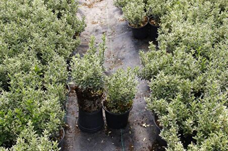 GÜMÜŞİ TAFLAN 20 ADET ÇİT-BORDÜR BİTKİSİ GÜMÜŞİ TAFLAN