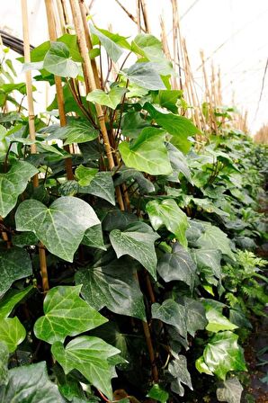 HEDERA ORMAN SARMAŞIĞI 1.5 Metre