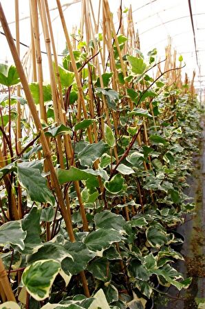 HEDERA ORMAN SARMAŞIĞI 10 ADET - ALACALI SARILICI BİTKİ