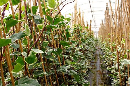 HEDERA ORMAN SARMAŞIĞI 3 ADET - ALACALI SARILICI BİTKİ