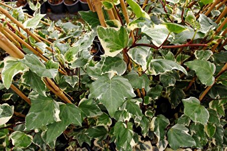 HEDERA ORMAN SARMAŞIĞI 3 ADET - ALACALI SARILICI BİTKİ