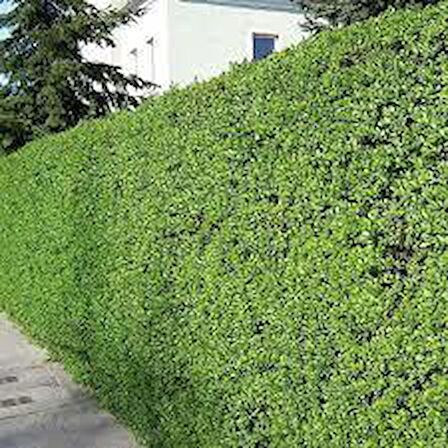 LİGUSTRUM KURTBAĞRI 100 ADET - ÇİT BİTKİSİ