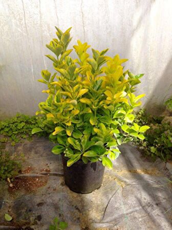 GOLD TAFLAN 1 ADET - BÜYÜK BOY 40 - 50 cm