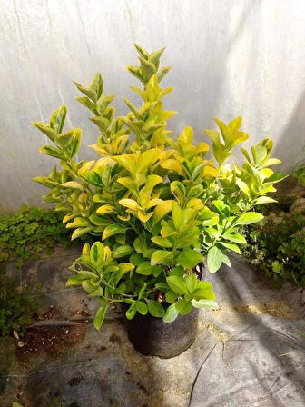 GOLD TAFLAN 1 ADET - BÜYÜK BOY 40 - 50 cm