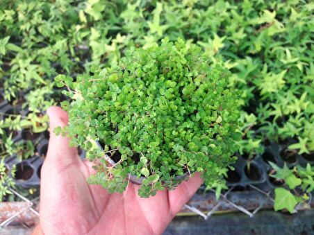 ARAP SAÇI 40 ADET - Helxine Soleirolii - TERARYUM BİTKİSİ