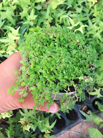 ARAP SAÇI 10 ADET - Helxine Soleirolii - TERARYUM BİTKİSİ