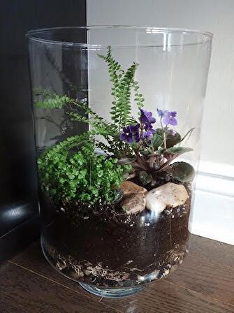 ARAP SAÇI 10 ADET - Helxine Soleirolii - TERARYUM BİTKİSİ