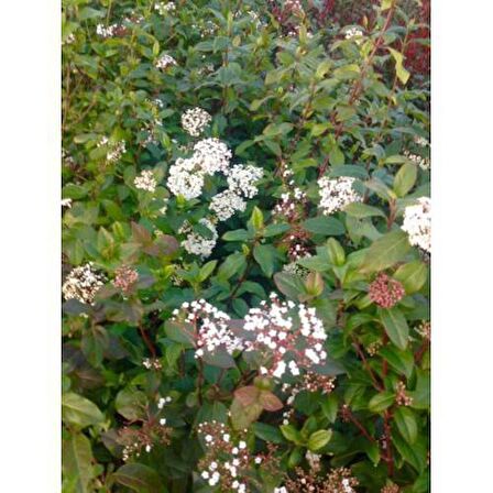 KARTOPU 10 Adet - DEFNE YAPRAKLI KARTOPU TİNUS 1 METRE (#41985249