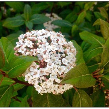 KARTOPU 10 Adet - DEFNE YAPRAKLI KARTOPU TİNUS 1 METRE (#41985249