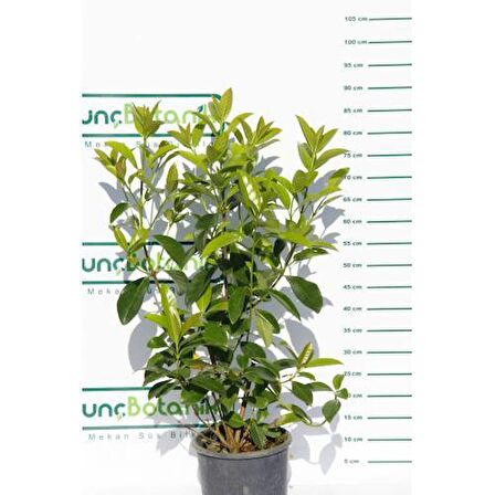 KARTOPU LUCİDUM 5 ADET- 1 METRE ÇİT BİTKİSİ