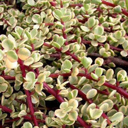 Portulacaria Afra Variegata - 5 ADET SUKULENT - TERARYUM BİT