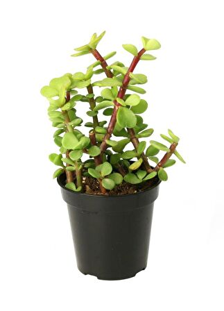 Portulacaria Afra Variegata - 10 ADET SUKULENT - TERARYUM BİTKİSİ