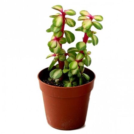 Portulacaria Afra Variegata - 10 ADET SUKULENT - TERARYUM BİTKİSİ