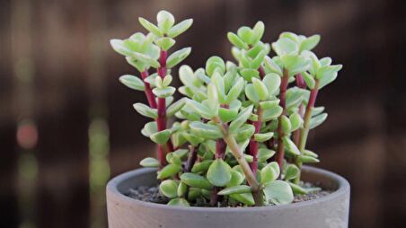 Portulacaria Afra Variegata - 10 ADET SUKULENT - TERARYUM BİTKİSİ