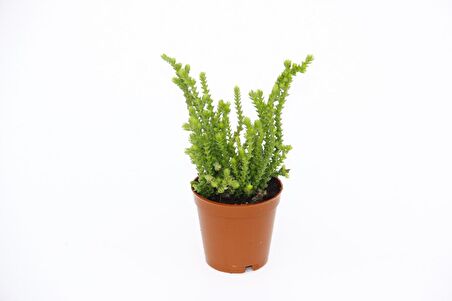 Crassula Muscosa - 5 Adet SUKULENT - TERARYUM BİTKİSİ