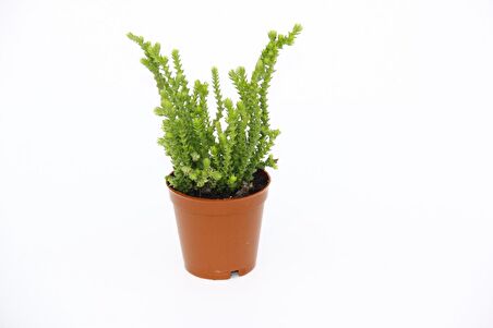 Crassula Muscosa - 5 Adet SUKULENT - TERARYUM BİTKİSİ