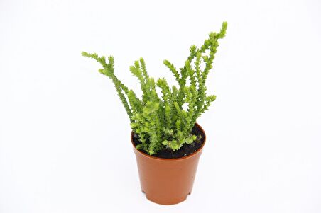 Crassula Muscosa - 5 Adet SUKULENT - TERARYUM BİTKİSİ