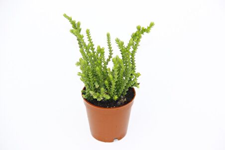 Crassula Muscosa - 5 Adet SUKULENT - TERARYUM BİTKİSİ