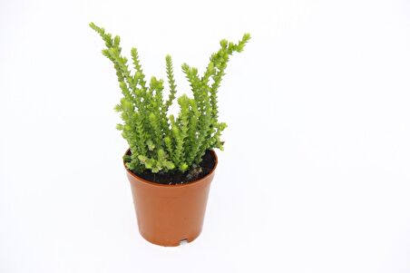 Crassula Muscosa - 20 Adet SUKULENT - TERARYUM BİTKİSİ