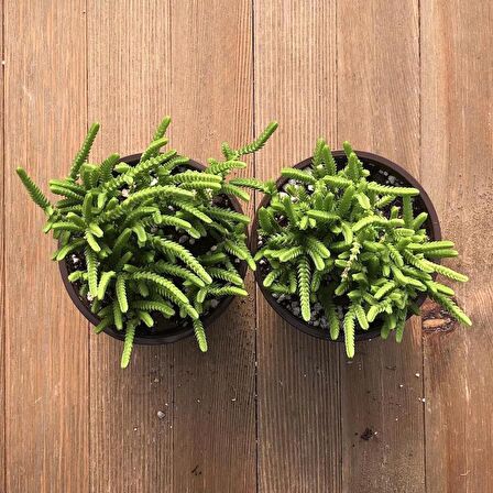 Crassula Muscosa - 50 Adet SUKULENT - TERARYUM BİTKİSİ