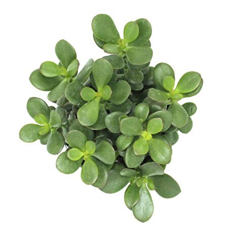 Crassula Ovata - Para ve Şans Bitkisi - 5 ADET SUKULENT - TERARY