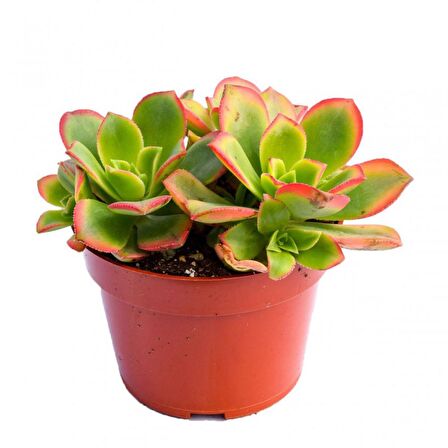 Aeonium Kiwi - 50 ADET SUKULENT - TERARYUM BİTKİSİ