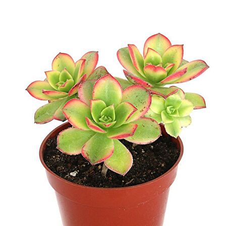 Aeonium Kiwi - 50 ADET SUKULENT - TERARYUM BİTKİSİ