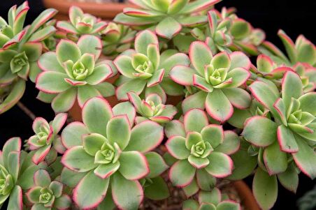 Aeonium Kiwi - 5 ADET SUKULENT - TERARYUM BİTKİSİ